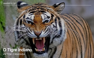 O Tigre Indiano