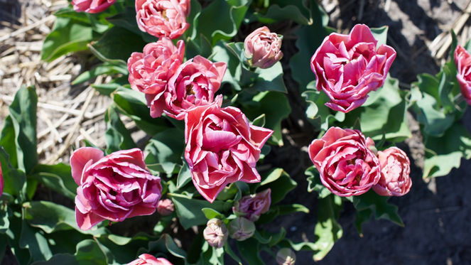 Flora While