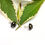 Thumbnail: Black & Gold Leaf Resin Studs with Sterling Silver Posts and Backs