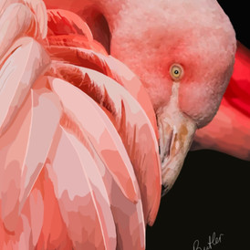 Flamingo
