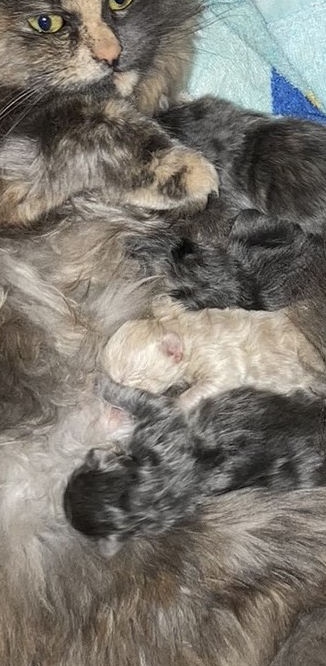 crop kittens.JPEG