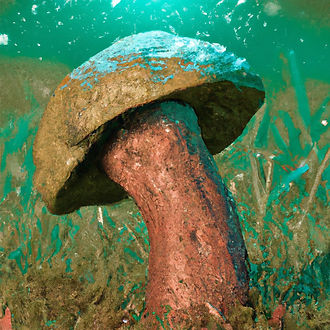 mushroom,health.jpg