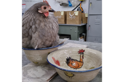 our iconic chicken bowls will be back!
