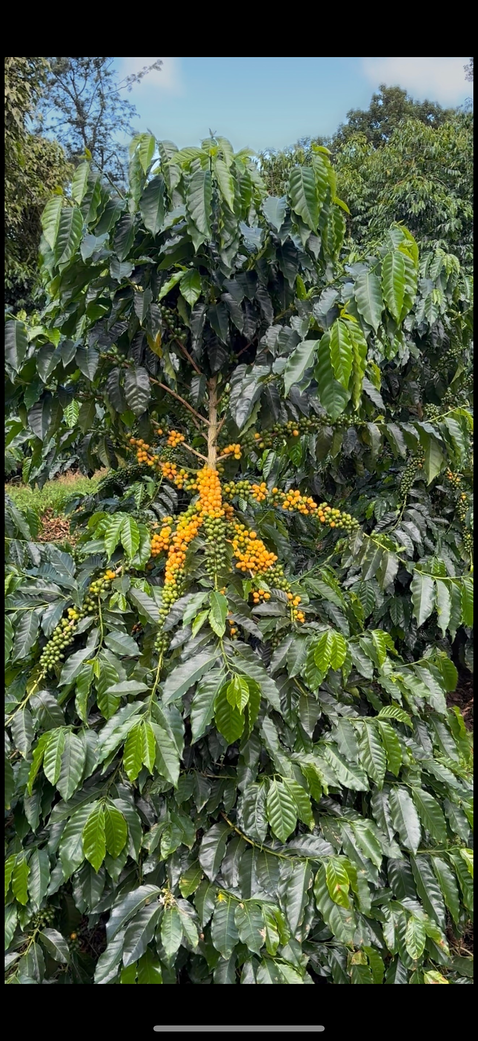 100% Kona yellow caturra coffee. 5 Lbs. estate Grade