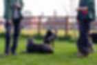 Doug, a black Spaniel, stood in between Sammy and Abi in a paddock.