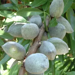 tuplu-lauren-badem-fidani