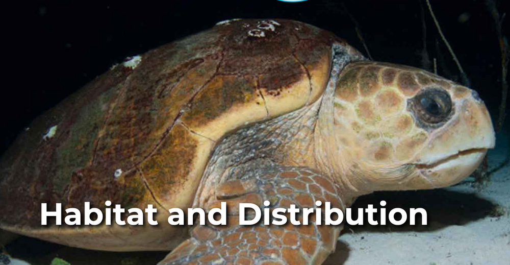 All About Sea Turtles