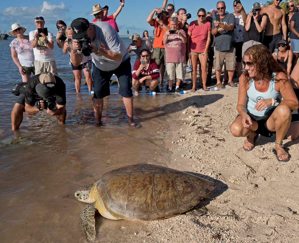 MEEC pesents 2020 Sea Turtle Nesting Season with Curtis Slagle