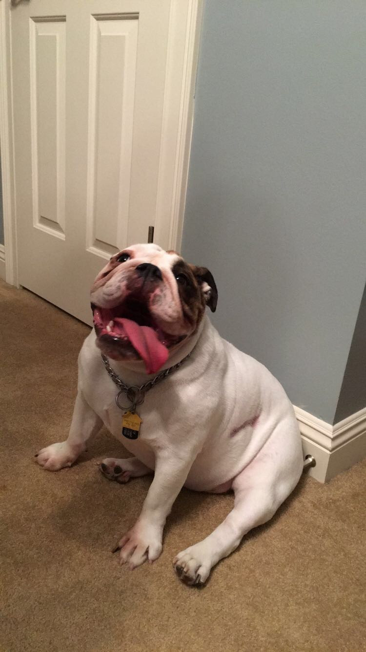 Charley Bear, Emily's other English Bulldog (not pictured, Ellie, the American Bulldog. She likes to dodge the baby bulldogs)