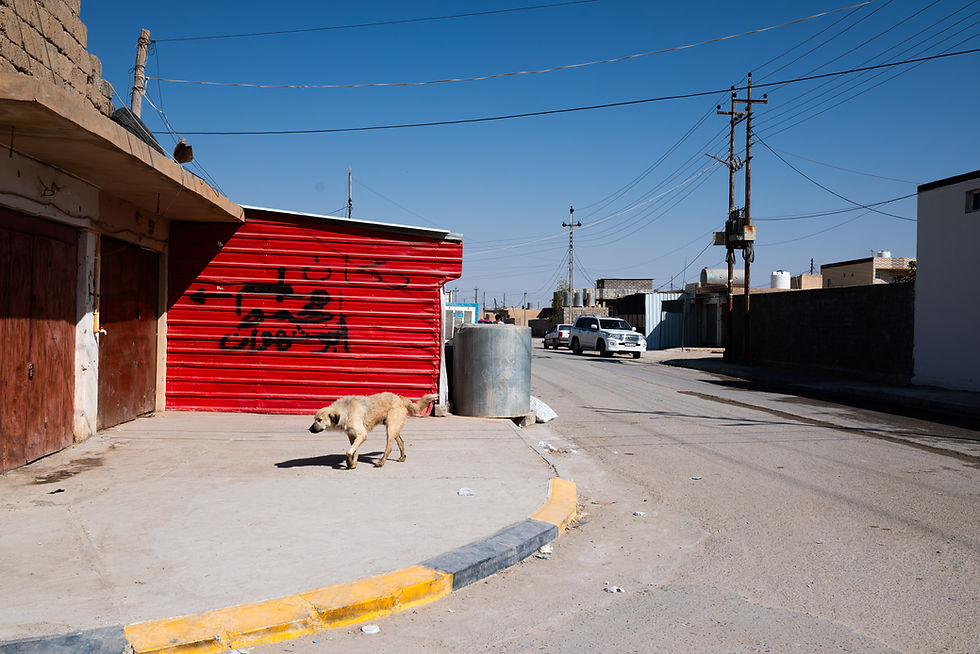 walter zollino-iraq-street dog.JPG.JPG