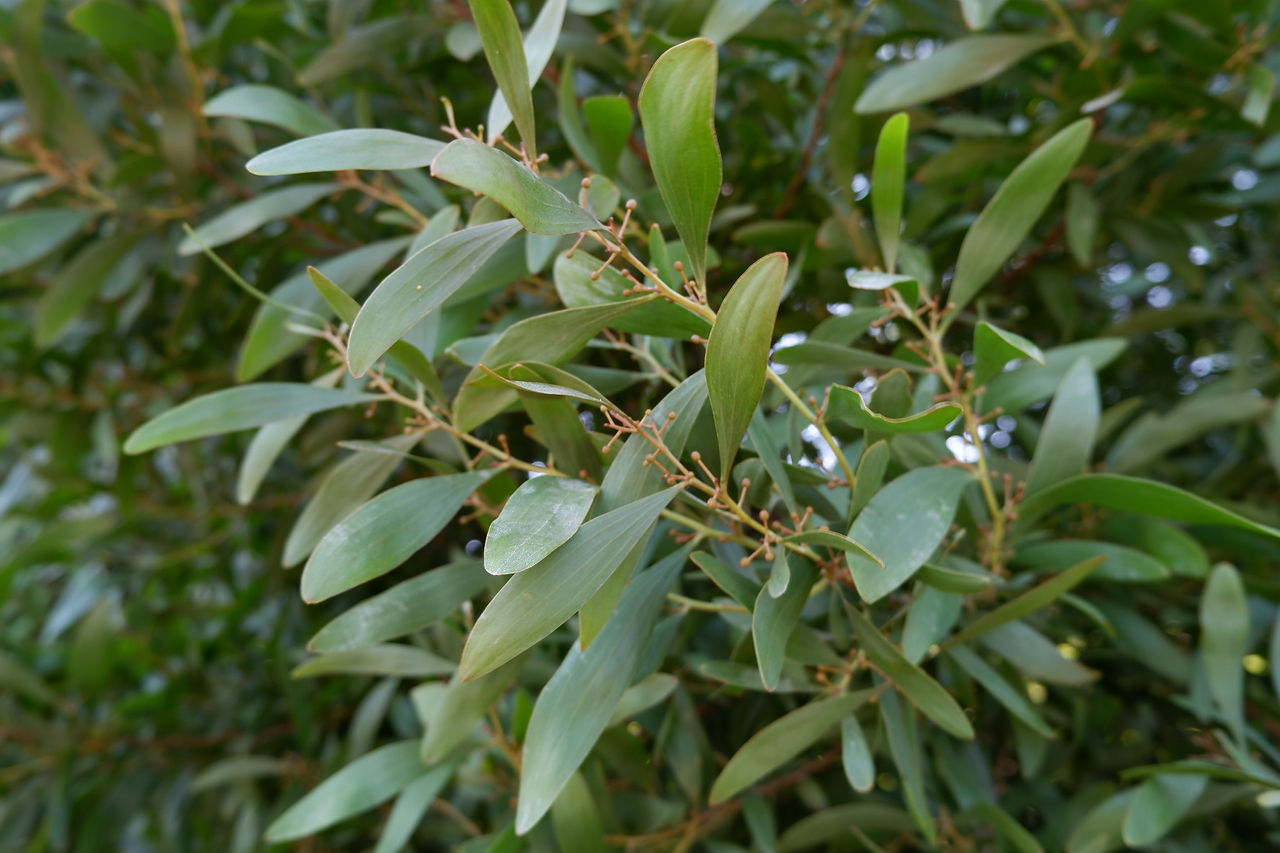 Close-up of acacia leaves used in botanical eco printing and natural dye textile experiments