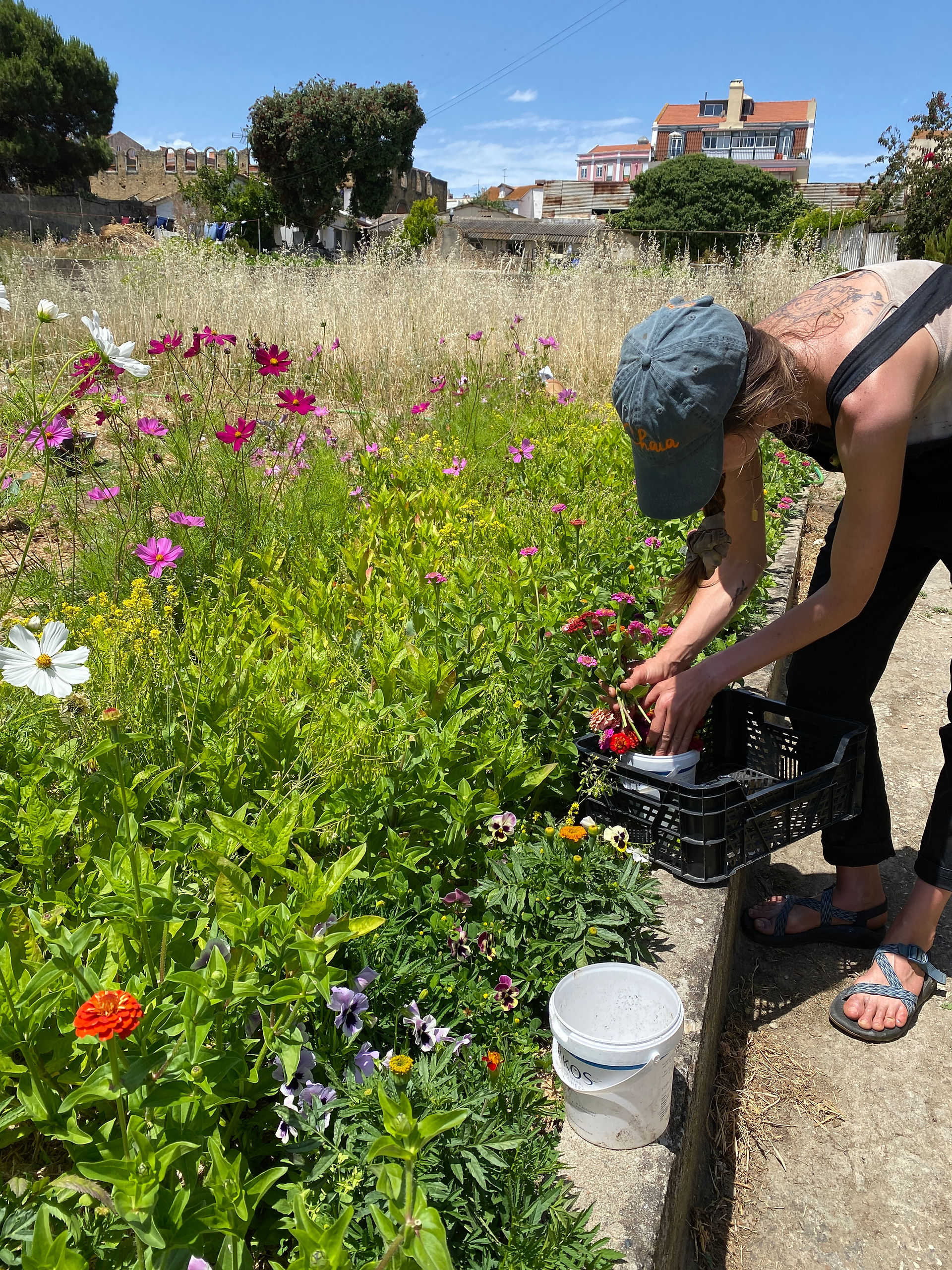 Annette harvesting coreopsis flowers in the natural dye garden