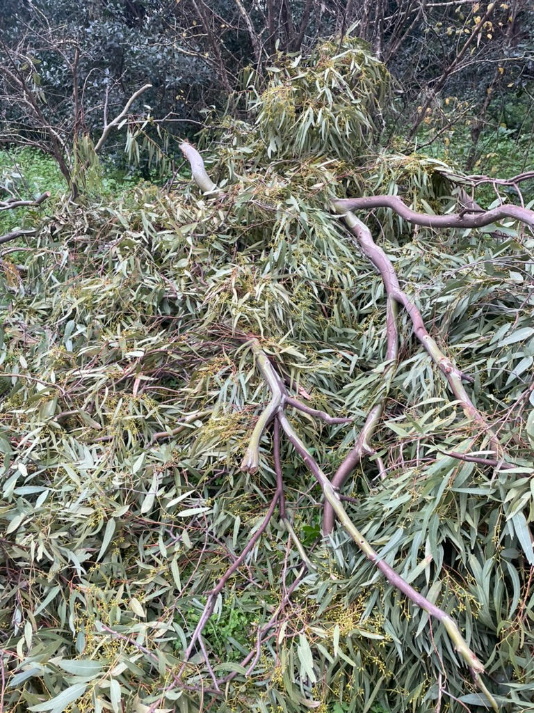 Fallen eucalyptus branches after a storm. 