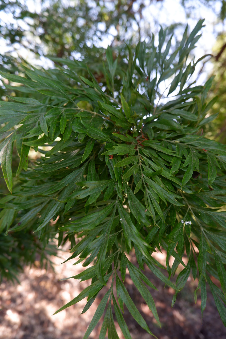 Grevillea leaves collected in Portugal for seasonal botanical eco printing