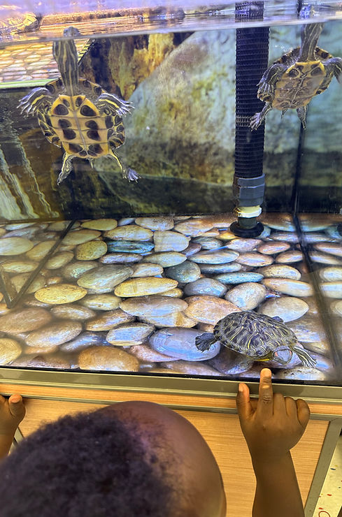 Child with pet turtles