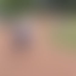 Der Boule Sport wird immer beliebter.