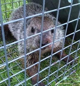 Trapped Groundhog Removal