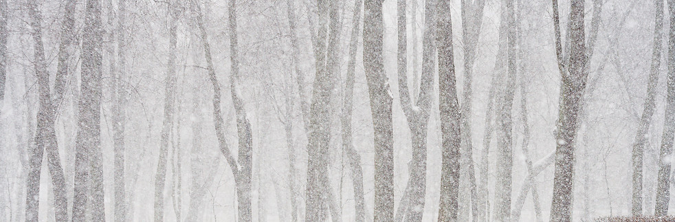 Snowy Forest Scene