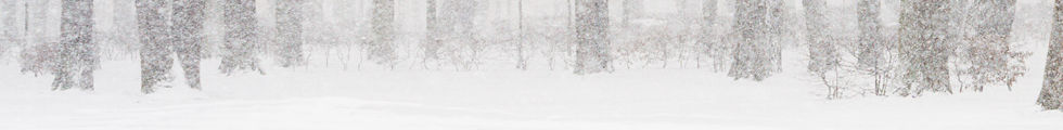 Snowy Forest Scene