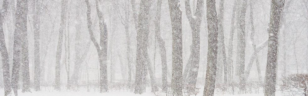 Snowy Forest