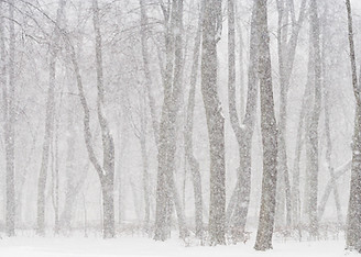 Snowy Forest 