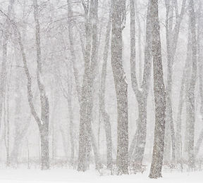 Snowy Forest