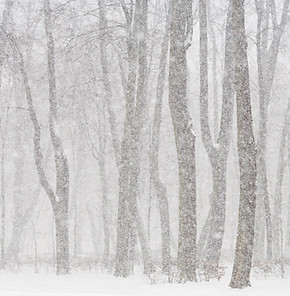 Snowy Forest Scene