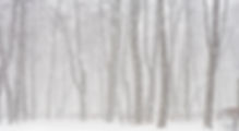 雪に覆われた森