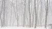 For Many, Winter is Fall Season