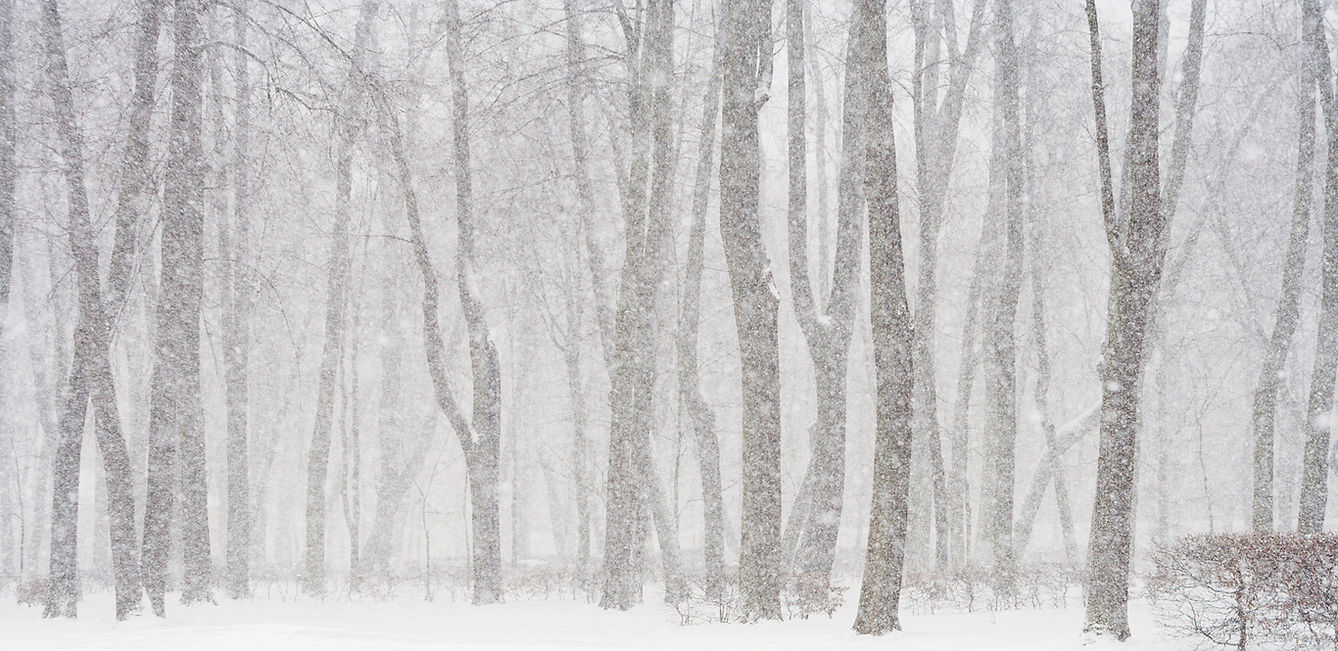 foresta innevata