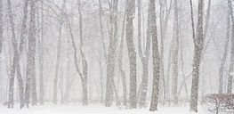 Snowy Forest Scene