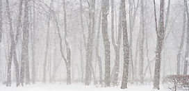 Bosque Nevado