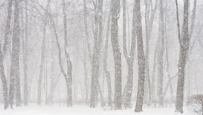 Bosque Nevado 