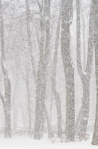 Snowy Forest