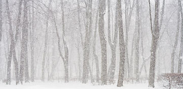 Snowy Forest