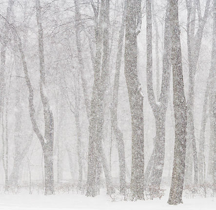 Bosque Nevado 
