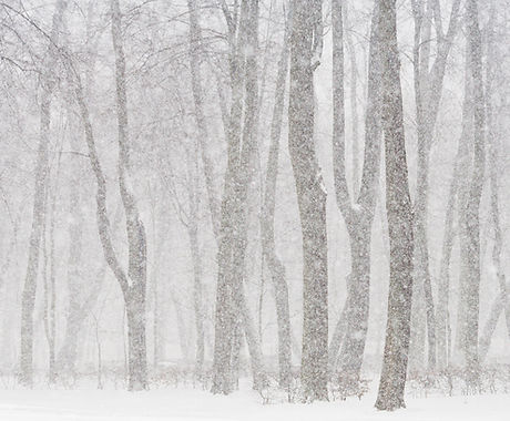 Snowy Forest