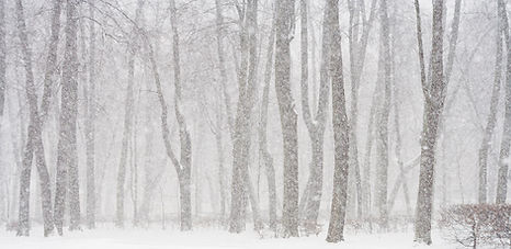 Scena di foresta innevata