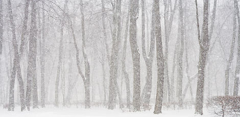 foresta innevata