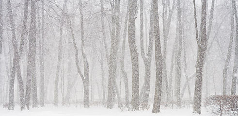 Snowy Forest