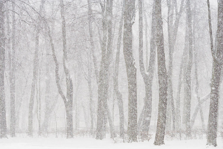 Snowy Forest