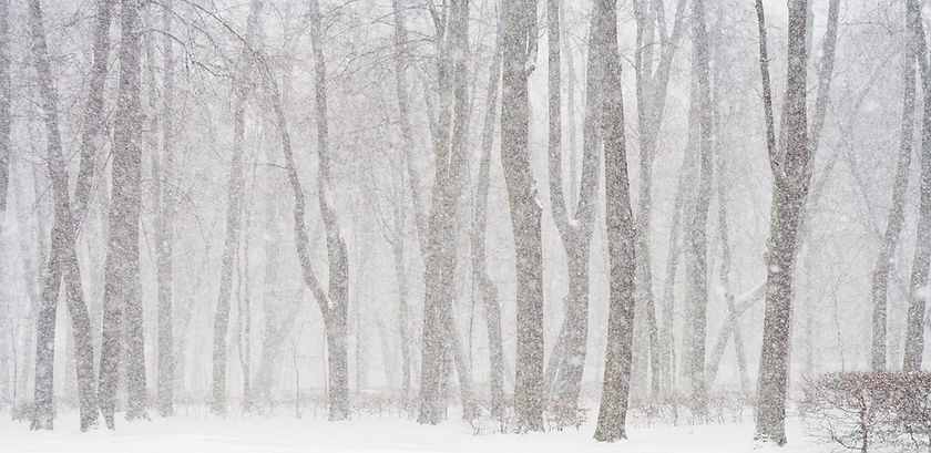 Snowy Forest