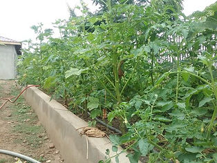 Aquaponic2.jpeg