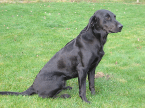 Min stamtik, Tweedshot Misteque "Millie"