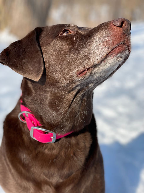 Chocolate lab wearing a hot pink collar