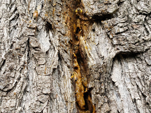 Saving the Bees