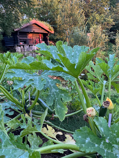 Zucchini plants with cottage in background 