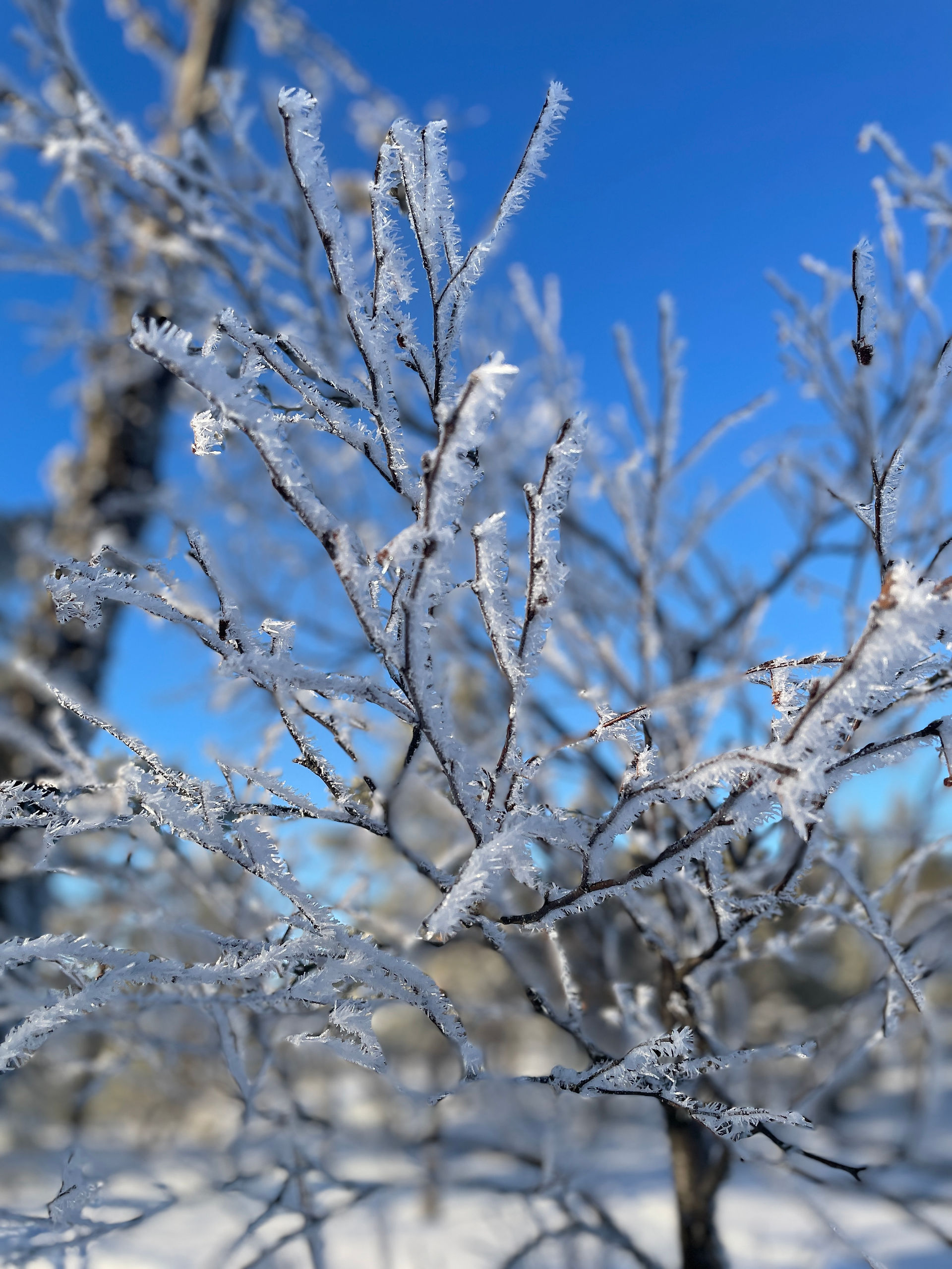 A close-up of a tree with small branches that are covered in frost, with a blue sky as a backdrop. 