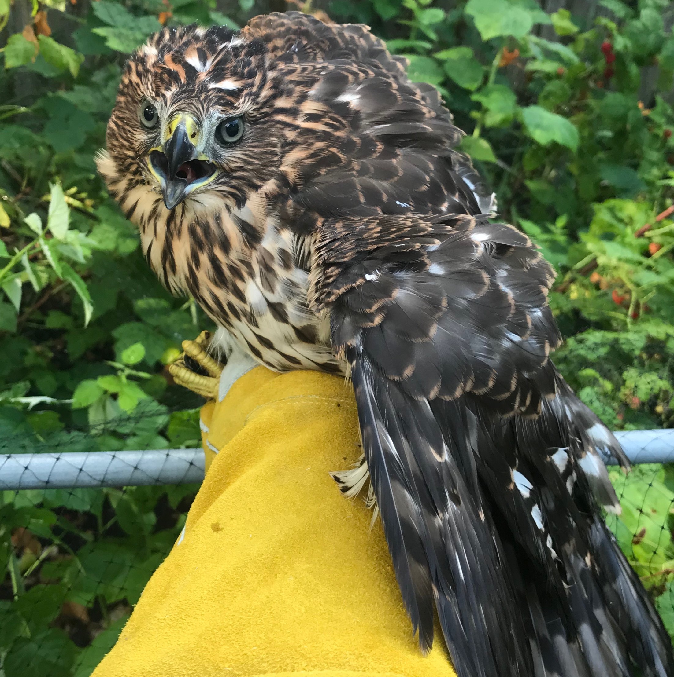 Town of Smithtown Animal Shelter