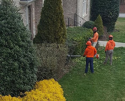 a team of men trimming shrubs and bushes 